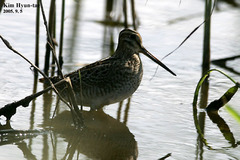 Gallinago