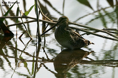 Gallinago