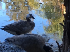 Branta × Anser