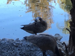 Branta × Anser