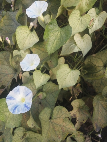 Garden Morning Glory