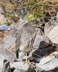 Nycticorax nycticorax