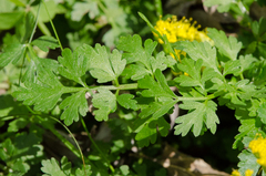 Tauschia texana