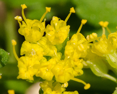 Tauschia texana