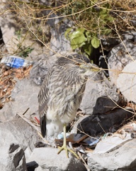 Nycticorax nycticorax