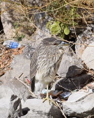 Nycticorax nycticorax