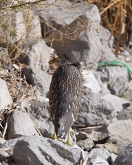 Nycticorax nycticorax