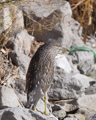 Nycticorax nycticorax