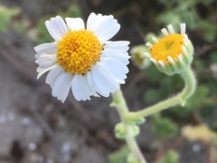 Perityle crassifolia