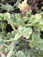 Perityle crassifolia