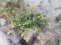 Perityle crassifolia