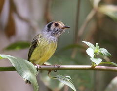 Myiornis auricularis
