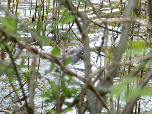 North American River Otter photographed in Rhode Island
