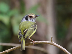 Myiornis auricularis