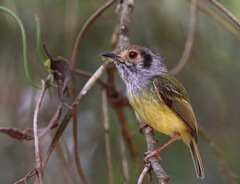 Myiornis auricularis