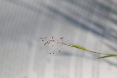 Dichanthelium meridionale