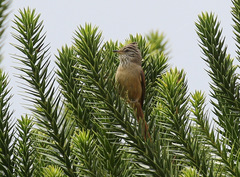 Leptasthenura setaria
