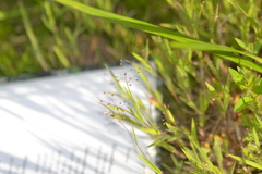 Dichanthelium meridionale
