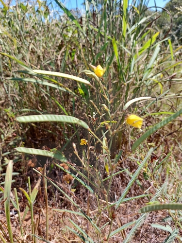Image of Chamaecrista flexuosa by (c) Francisco V. Bezerra Neto, some rights reserved (CC BY-SA)