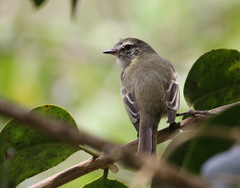 Phyllomyias fasciatus