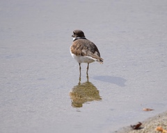 Charadrius vociferus