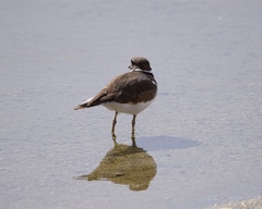 Charadrius vociferus