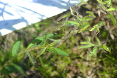 Dichanthelium meridionale