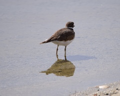 Charadrius vociferus