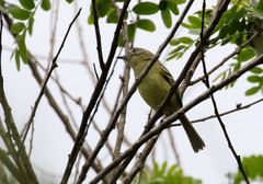 Phylloscartes ventralis