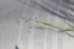 Dichanthelium meridionale