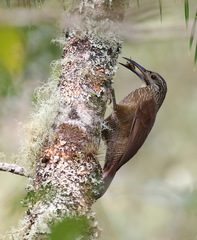 Xiphocolaptes albicollis