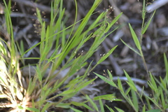Dichanthelium meridionale