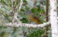 Mionectes rufiventris