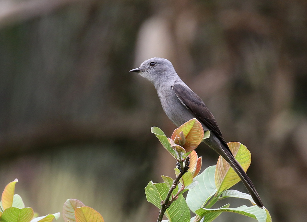 Shear-tailed Gray Tyrant photo