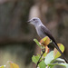 Shear-tailed Gray Tyrant - Photo (c) guyincognito, some rights reserved (CC BY-NC), uploaded by guyincognito