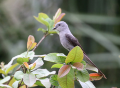 Muscipipra vetula