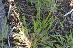 Dichanthelium meridionale