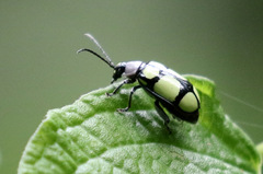 Omophoita octoguttata