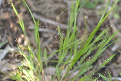 Dichanthelium meridionale