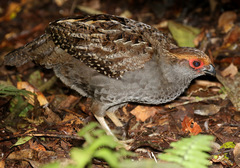 Odontophorus capueira