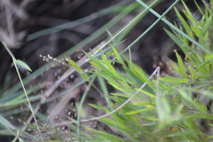 Dichanthelium meridionale