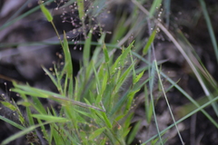 Dichanthelium meridionale