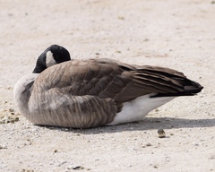 Branta canadensis