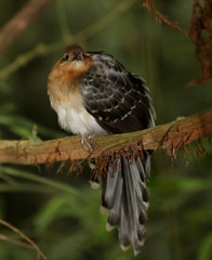 Dromococcyx pavoninus