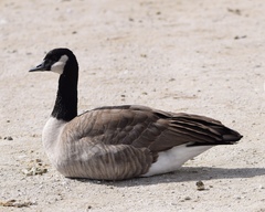 Branta canadensis