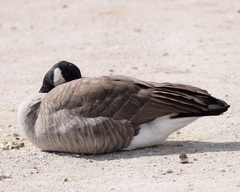 Branta canadensis