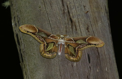 Rothschildia hopfferi