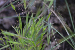 Dichanthelium meridionale