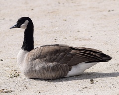 Branta canadensis