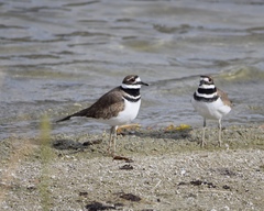 Charadrius vociferus
